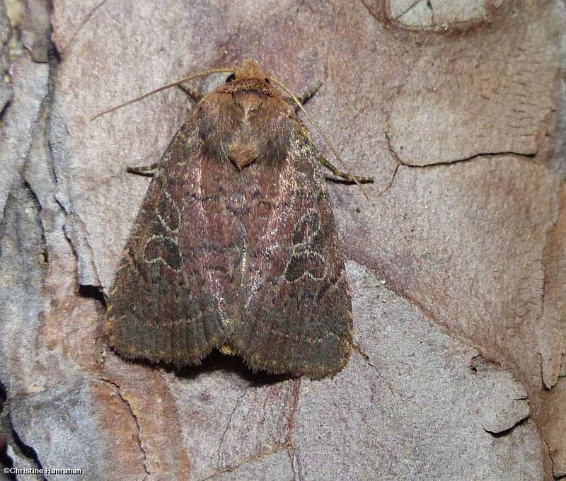 Cynical quaker moth (Orthodes cynica ), #10587