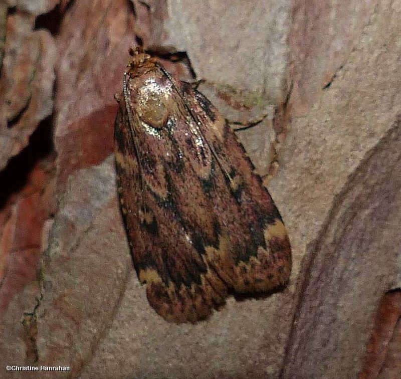Grease moth  (Aglossa cuprina), #5518