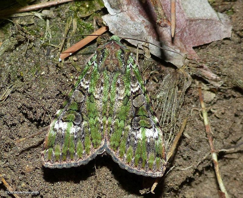 Green arches moth (Anaplectoides prasina),  #11000