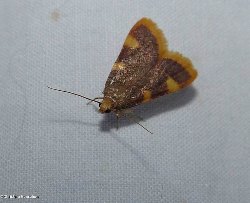 Clover hayworm moth (Hypsopygia costalis),  #5524