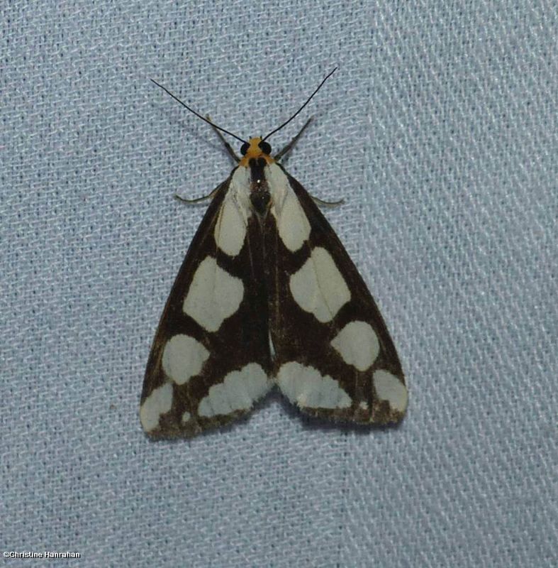 Lecontes haploa moth  (Haploa lecontei), #8111