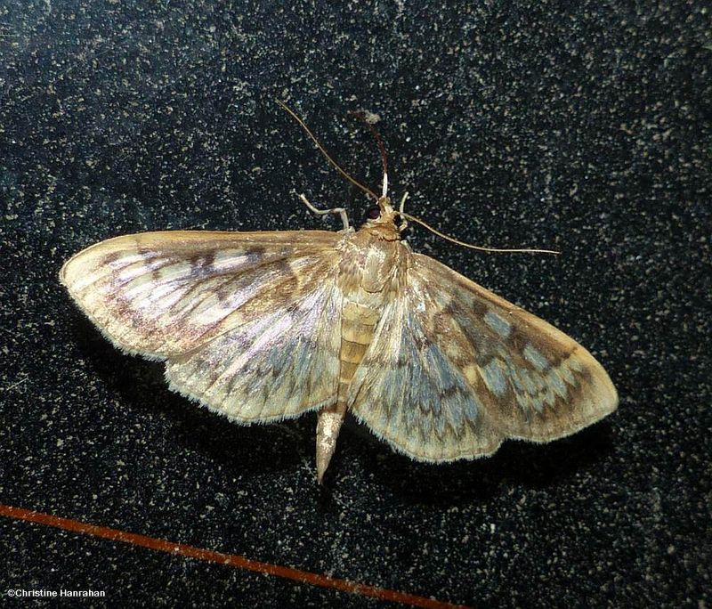 Bold-feathered grass moth (Herpetogramma pertextalis),  #5275