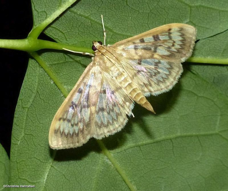 Bold-feathered grass moth (<em>Herpetogramma pertextalis</em>),  #5275