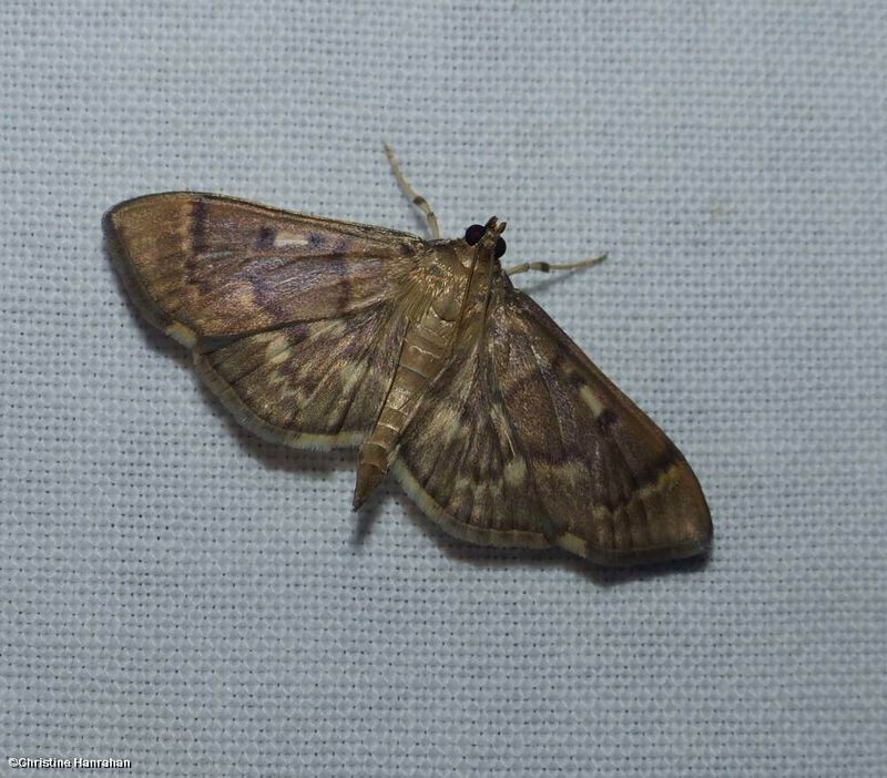 Crambid snout moth (Herpetogramma sphingealis)