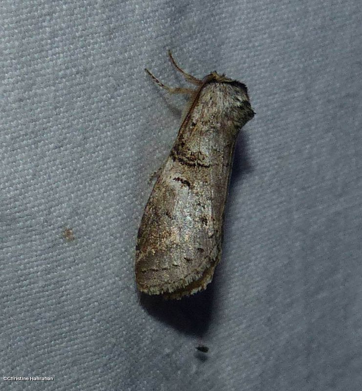 Linden prominent moth (<em>Ellida caniplaga</em>), #7930