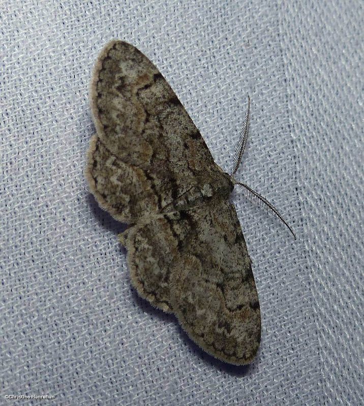 Pale-winged gray moth (<em>Iridopsis ephyraria</em>), #6583