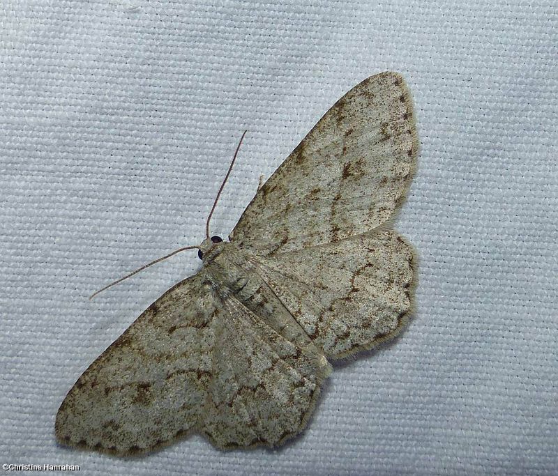 Small engrailed moth  (Ectropis crepuscularia), #6597