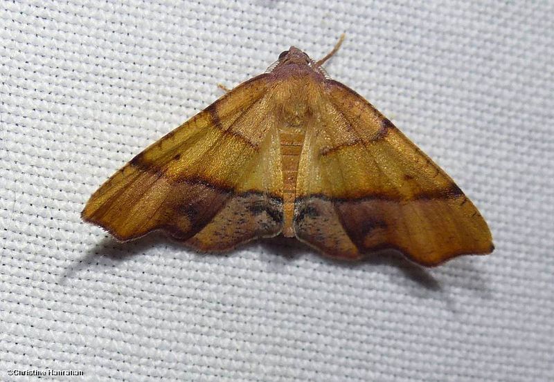 Straight-lined plagodis moth (<em>Plagodis phlogosaria</em>),  #6842