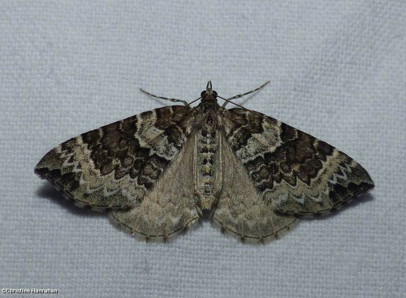 White eulithis moth (Eulithis explanata),  #7206