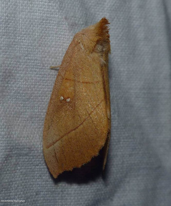 White-dotted prominent moth (Nadata gibbosa), #7915