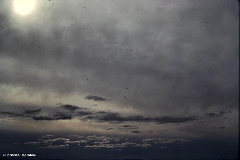 Clouds and birds