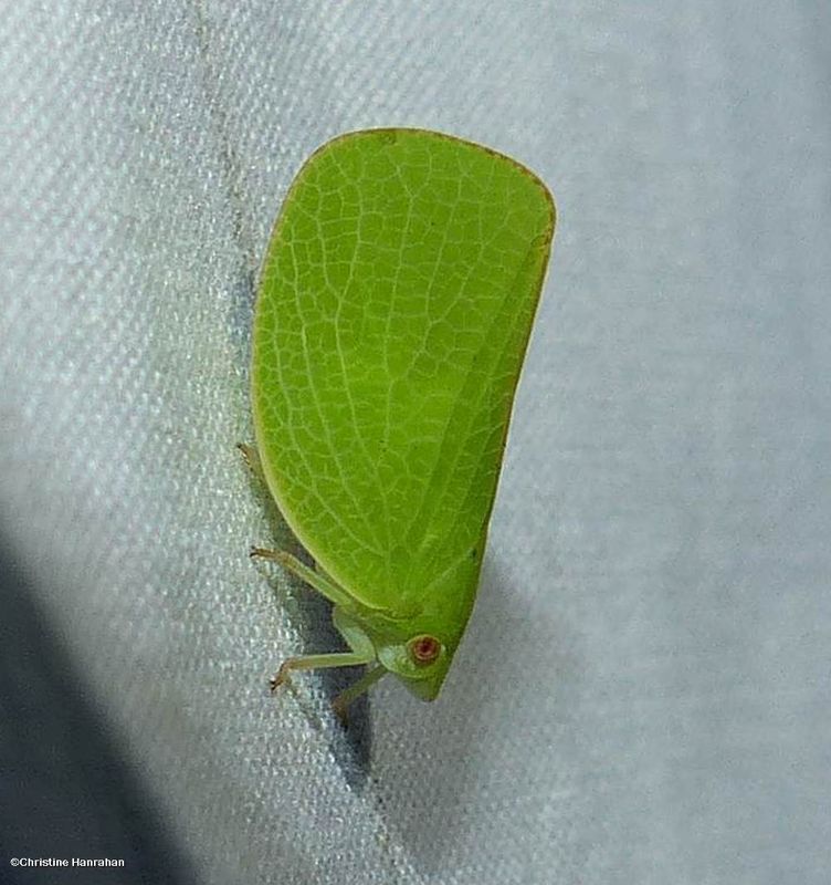 Green conehead planthopper (Acanalonia conica)