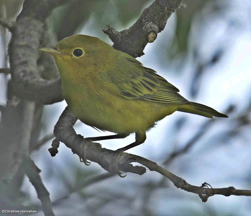 Yellow warbler