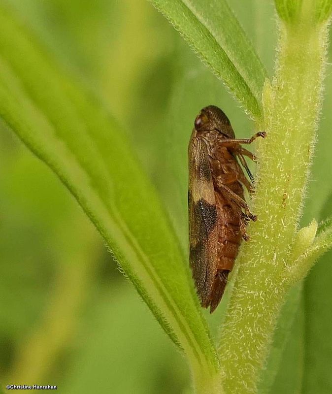 European alder spittlebug (Aphrophora alni)