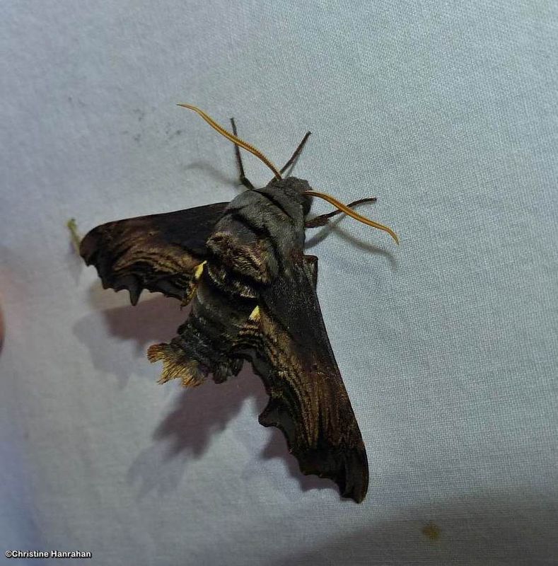 Abbott's sphinx moth  (Sphecodina abbottii), #7870
