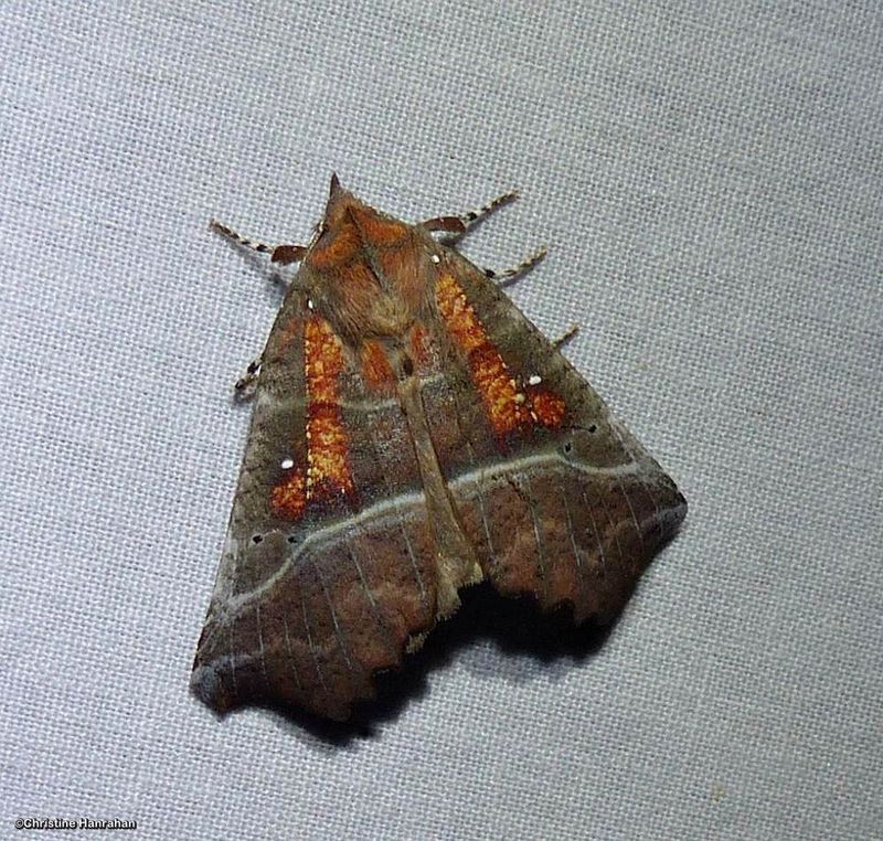 The Herald moth  (<em>Scoliopteryx libatrix</em>) #8555