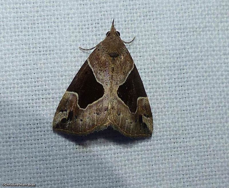 Flowing line snout moth  (Hypena manalis), #8441