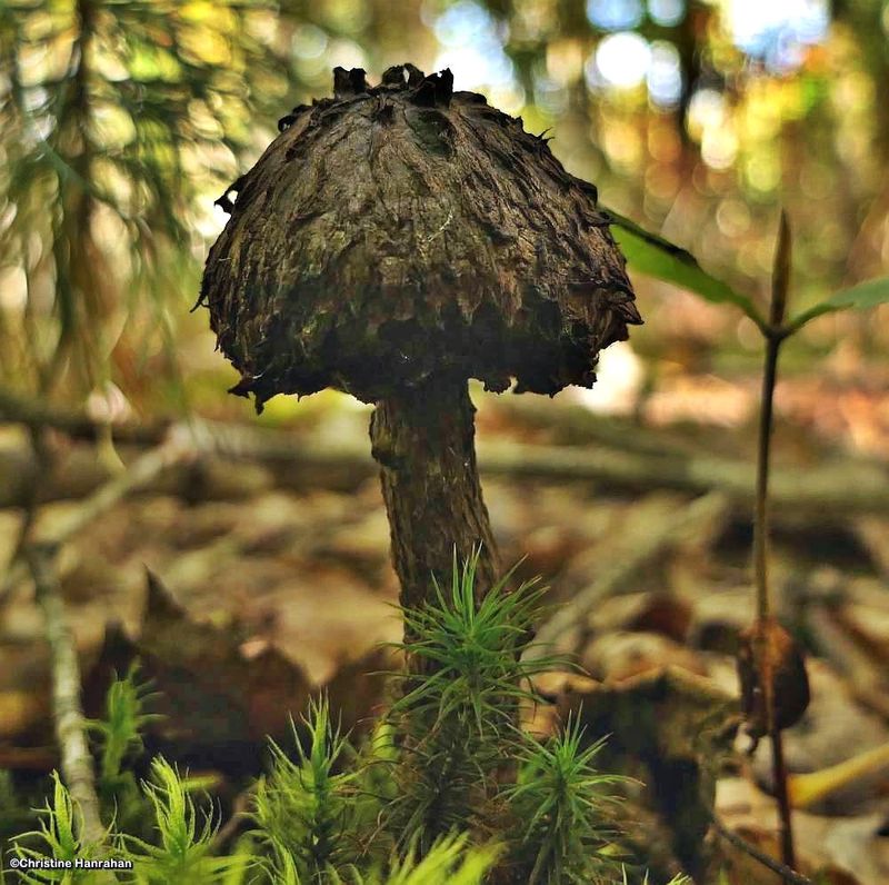 Bolete Mushrooms (Boletus)