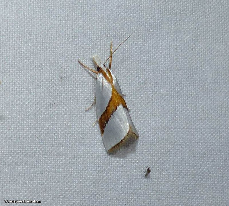 Straight-lined vaxi moth (Vaxi critica), #5466