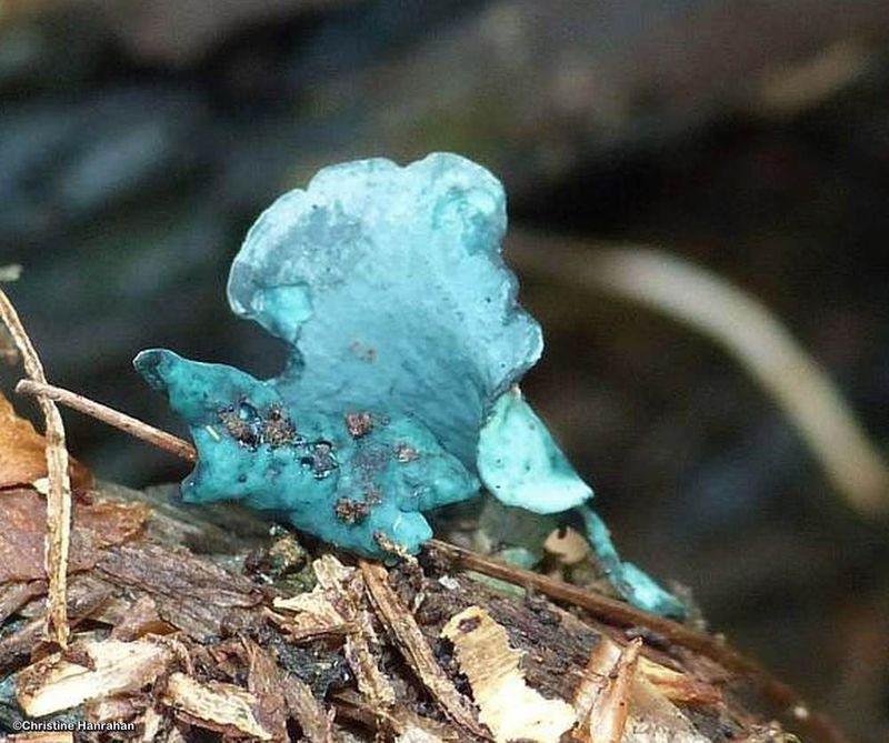 Blue stain fungus (Chlorociboria)