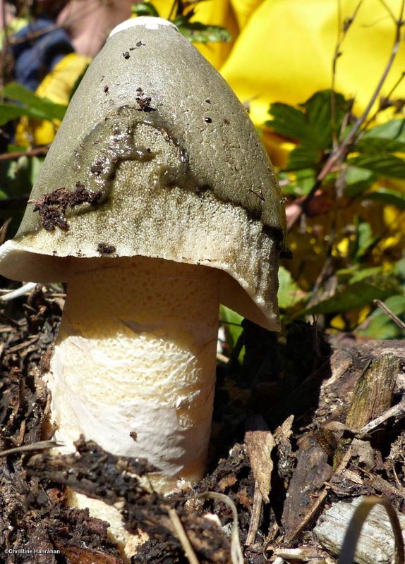 Ravenel's stinkhorn fungus   (Phallus ravenilii)