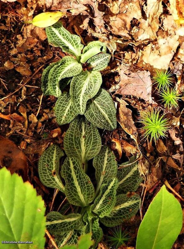 Downy Rattlesnake Plantain orchid (Goodyera pubescens)