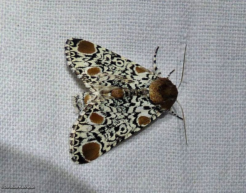 Harris's three-spot moth  (Harrisimemna trisignata), #9286