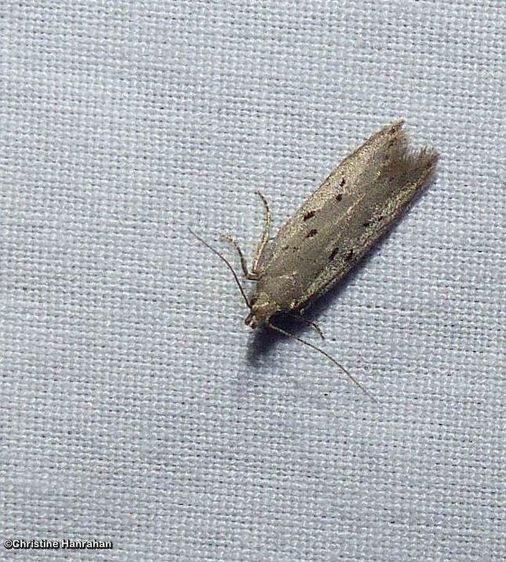 Pre-tortricid Moths:  0011-2650