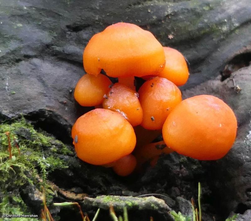 Orange mycena mushroom
