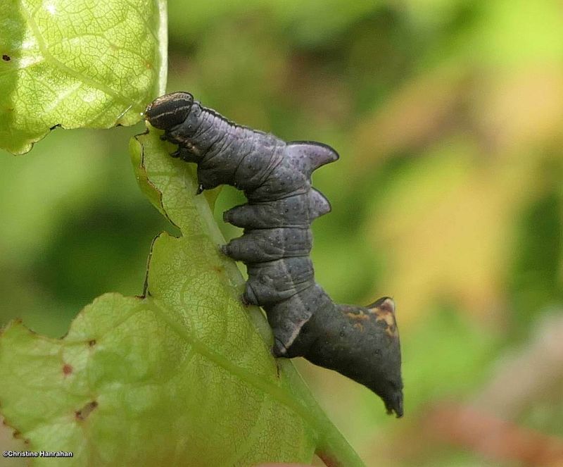 Finned willow prominent moth caterpillar (Notodonta scitipennis), #7926