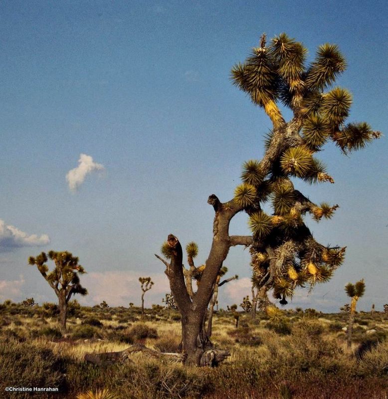 Joshua Tree  National Park