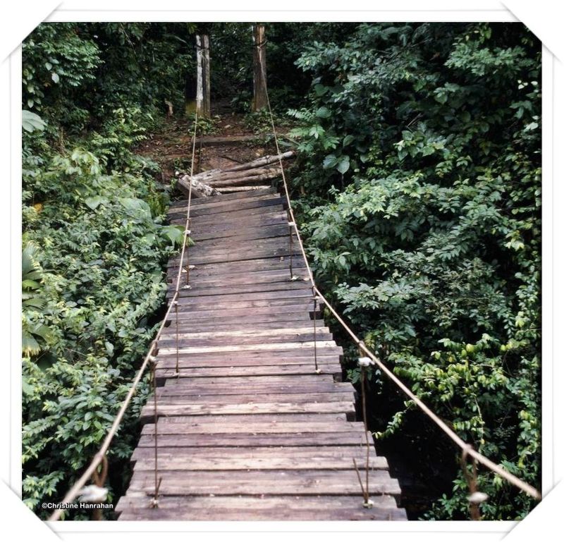 Swinging Bridge