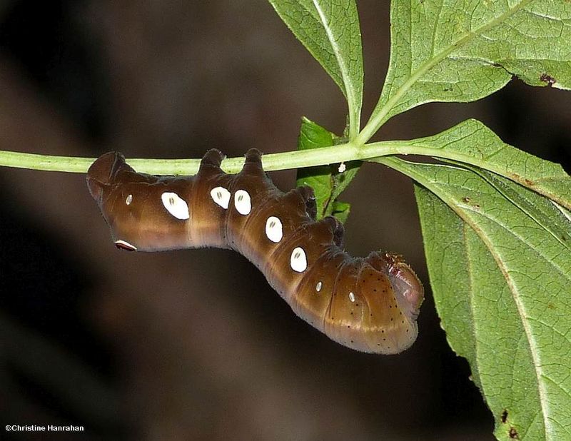 Pandorus sphinx moth caterpillar  (Eumorpha pandorus), #7859