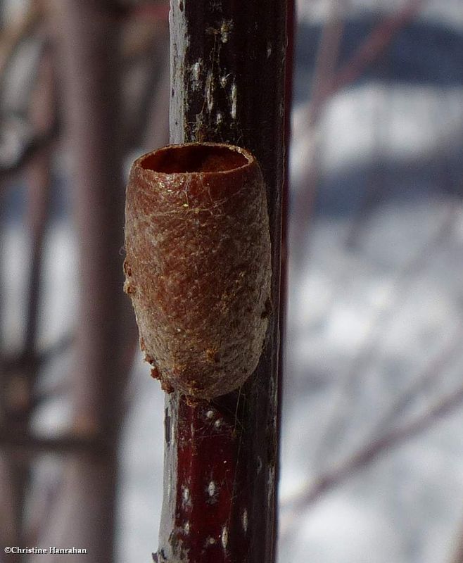 White pine sawfly cocoon