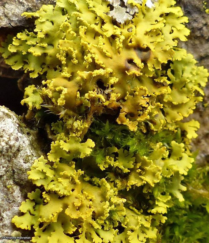 Powdery Sunburst Lichen  (Xanthomendoza ulophyllodes)