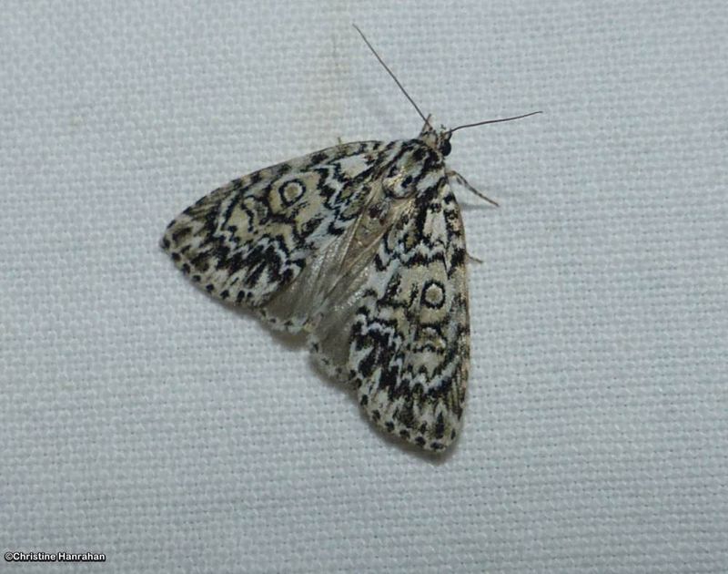 Noctuid moth (Acronicta heitzmani), #9241.1
