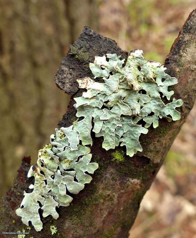 Shield lichen (Parmelia sulcata)