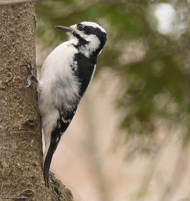 Hairy Woodpecker, female