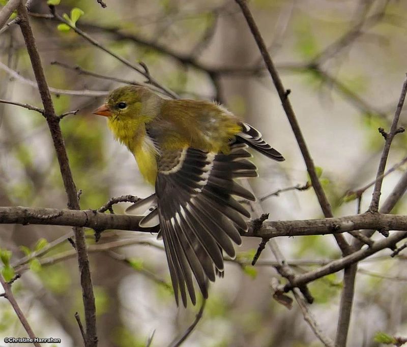 American goldfinch