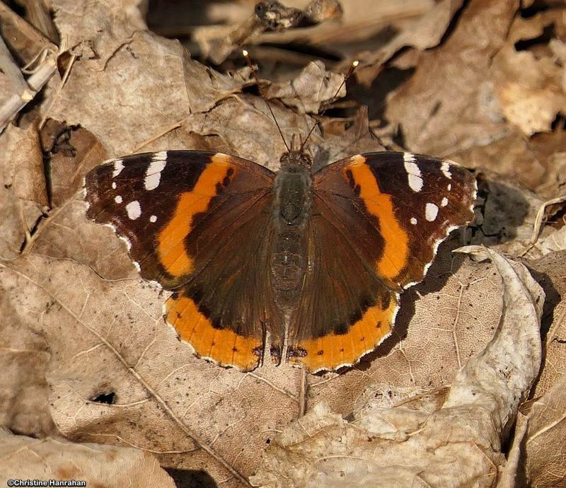 Red Admiral