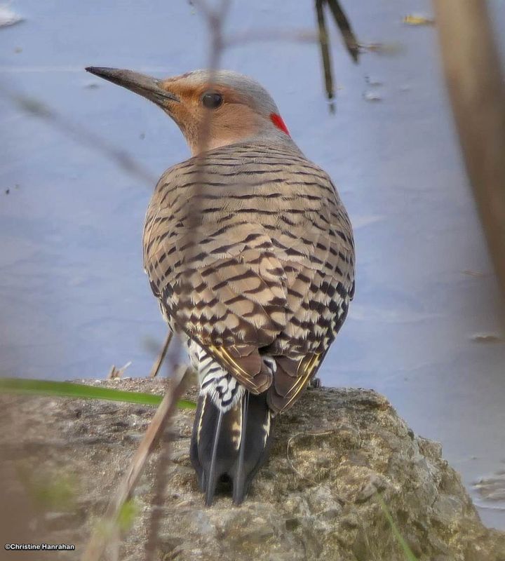 Northern flicker