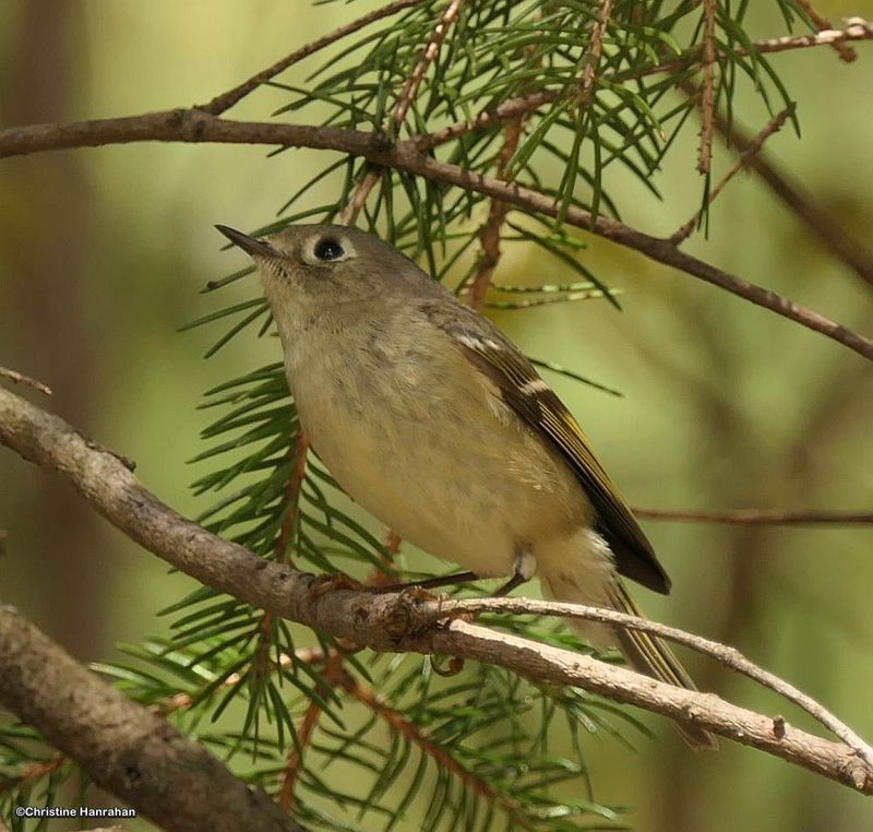 Ruby-crowned kinglet