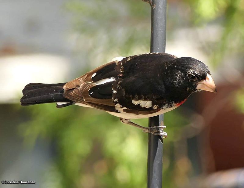 Rose-breasted grosbeak, male