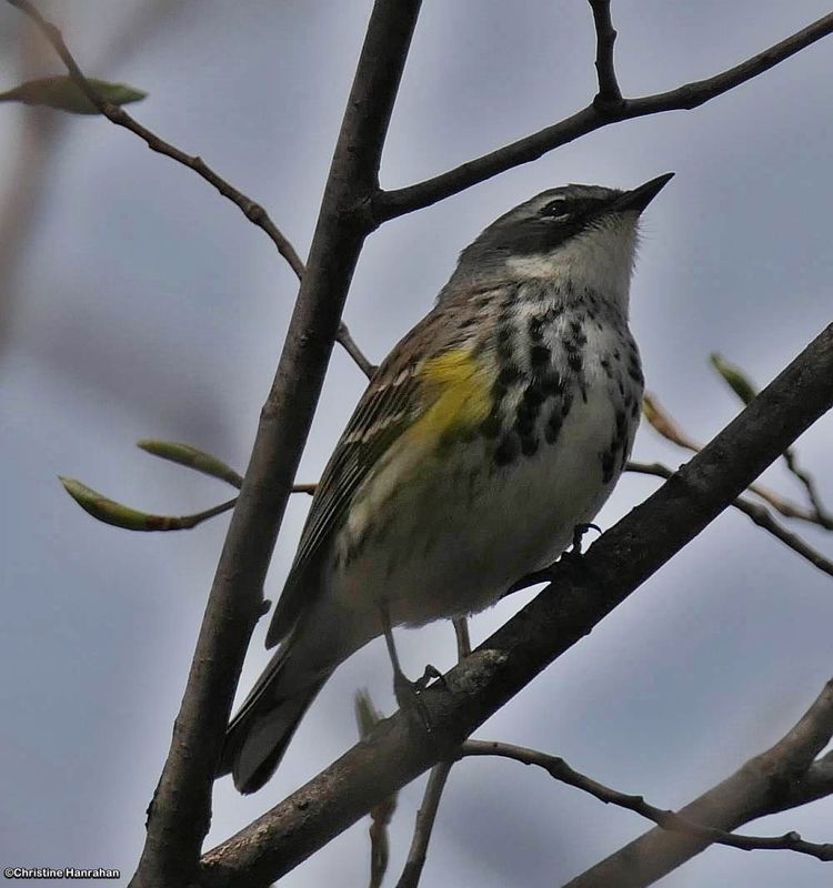 Yellow-rumped warbler
