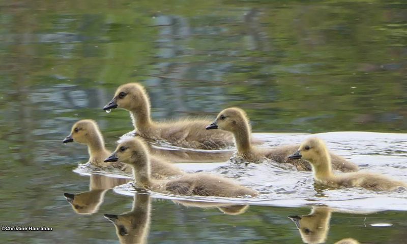 Ducks, Geese and Swans