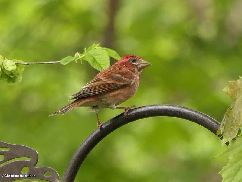 Purple finch, male