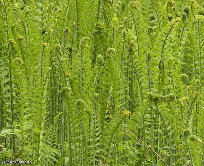 Ostrich ferns