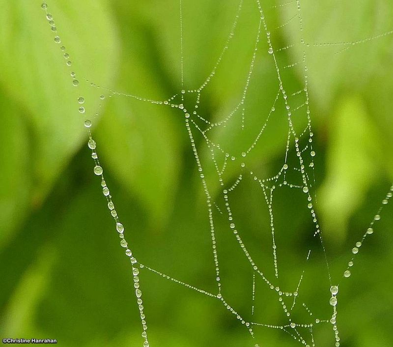 Spider web