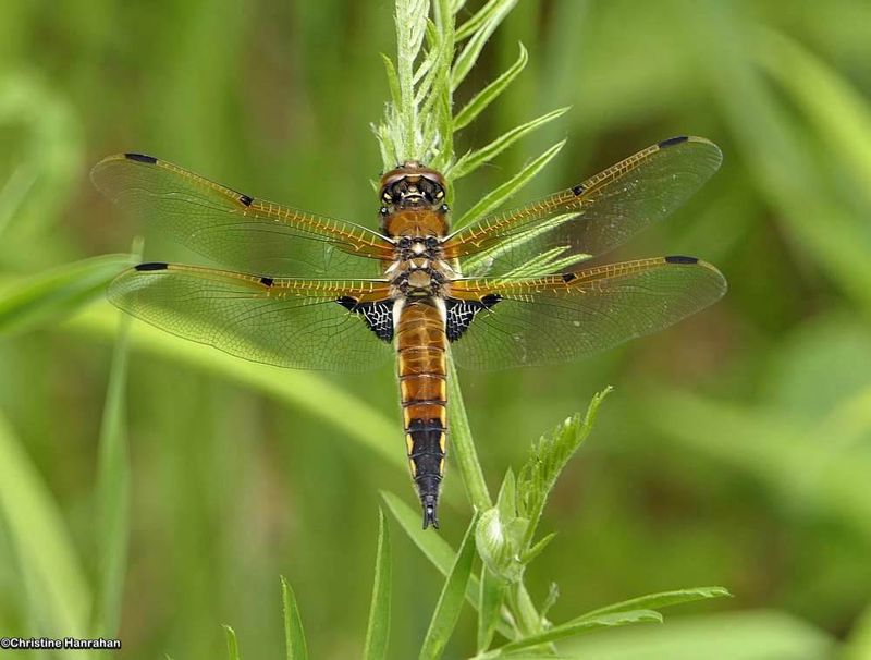 Four-spotted Skimmer (Libellula quadrimaculata)