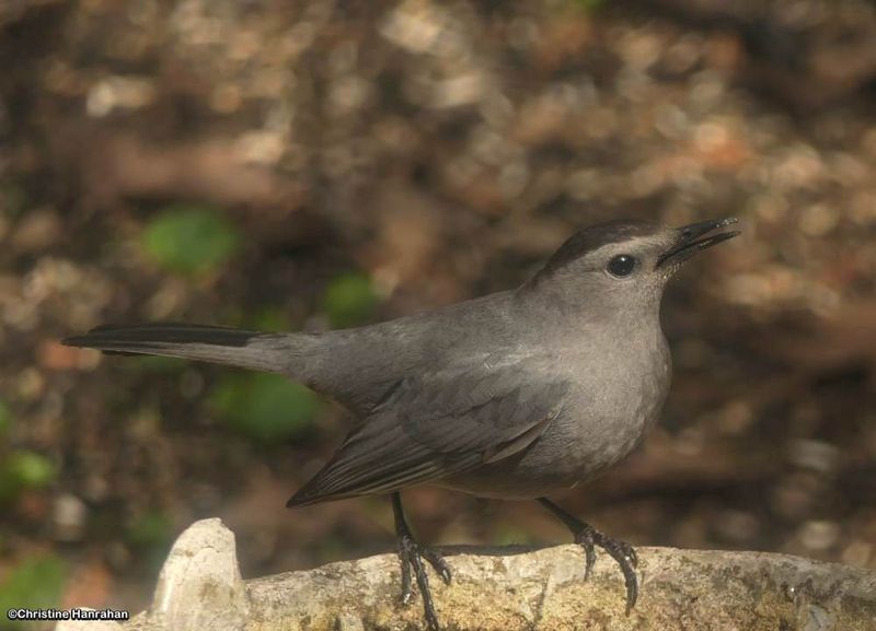 Thrashers and Gray Catbirds